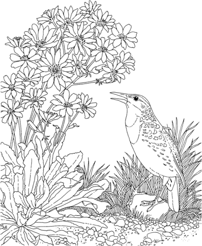 Meadowlark And Bitterroot Montana State Bird And Flower Coloring Page